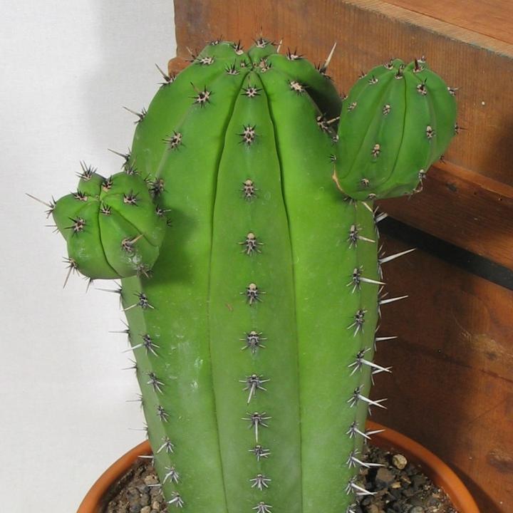 Immagine prodotto Kakteen Gautschi Polaskia chichipe (55 cm)