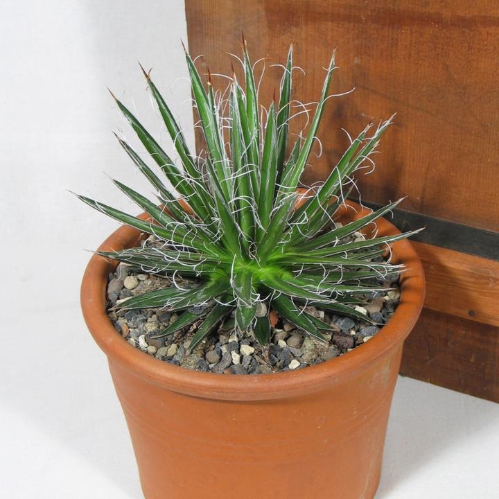 Produktbild Kakteen Gautschi Agave multifilifera (30 cm)