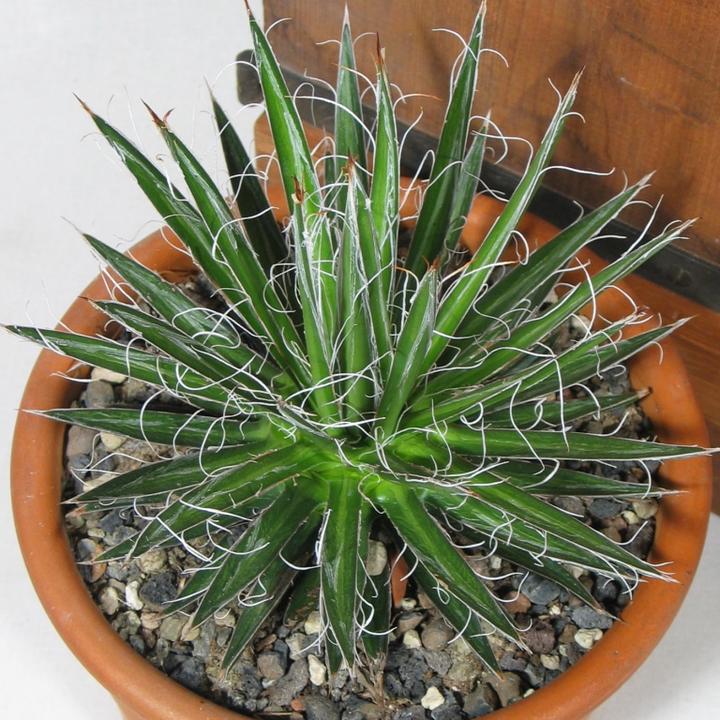 Produktbild Kakteen Gautschi Agave multifilifera (30 cm)
