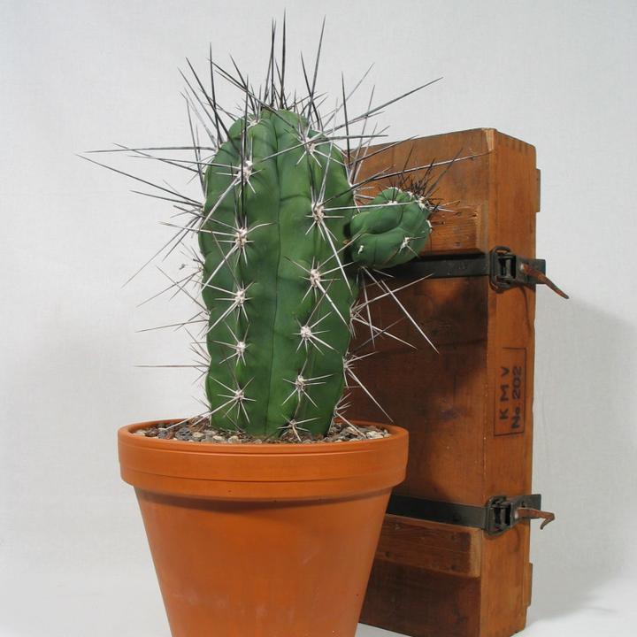 Produktbild Kakteen Gautschi Stetsonia coryne (50 cm)