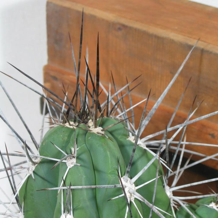 Produktbild Kakteen Gautschi Stetsonia coryne (50 cm)