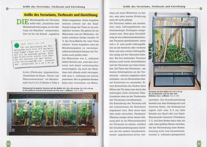 Produktbild Taggeckos 13. Der Türkisblaue Zwerggecko (Deutsch, Beate Röll, 2021)