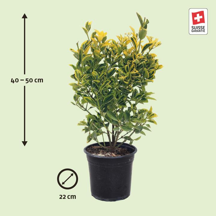 Produktbild Zulauf Japanischer Spindelstrauch / Euonymus j. 'Aureomarginatus' (50 cm)