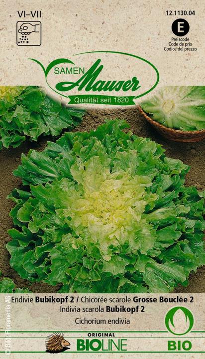 Actual product image Samen Mauser Bud organic endive Bubikopf 2 (Vegetable seeds)