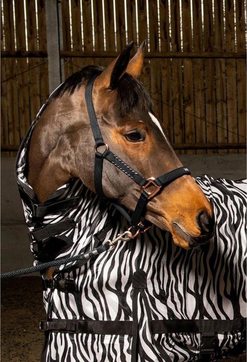 Image du produit Licol pour chevaux Bradshaw