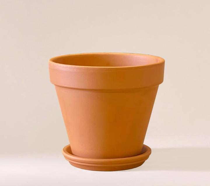 Actual product image Mary and Plants Ivy Pinnatum Aureum with terracotta pot (50 cm)