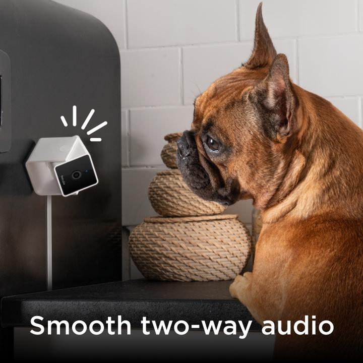 Actual product image Petcube Pet Camera (Catmint toy)