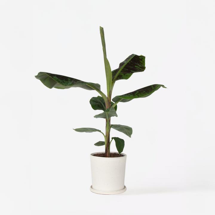 Produktbild Plant in a Box Musa Dwarf Cavendish - (90 cm)
