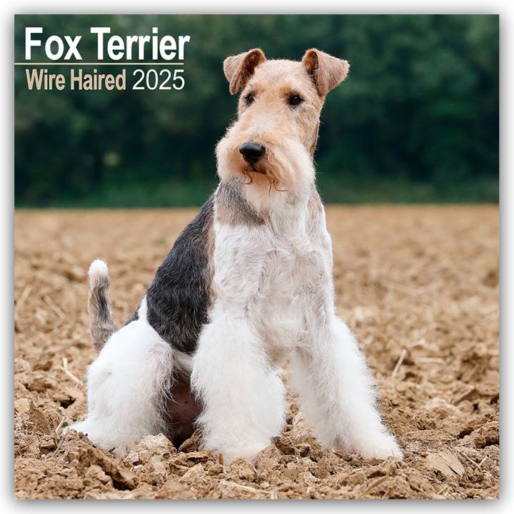 Immagine prodotto Avonside Publishing Ltd:Fox Terrier We (305 x 305 mm, Copertina rigida, Inglese, Tedesco)