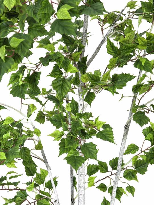 Produktbild Europalms Birkenbaum, Kunstpflanze, 210cm (210 cm)