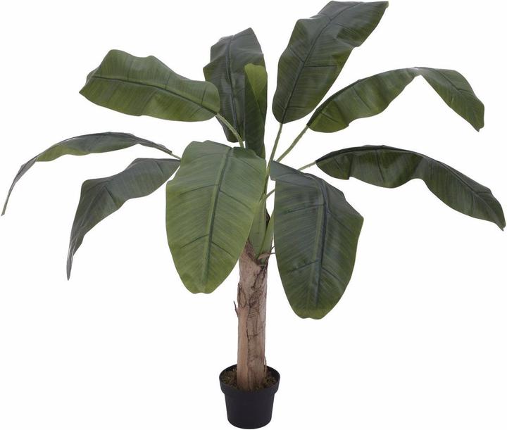 Produktbild Europalms Bananenbaum (100 cm)