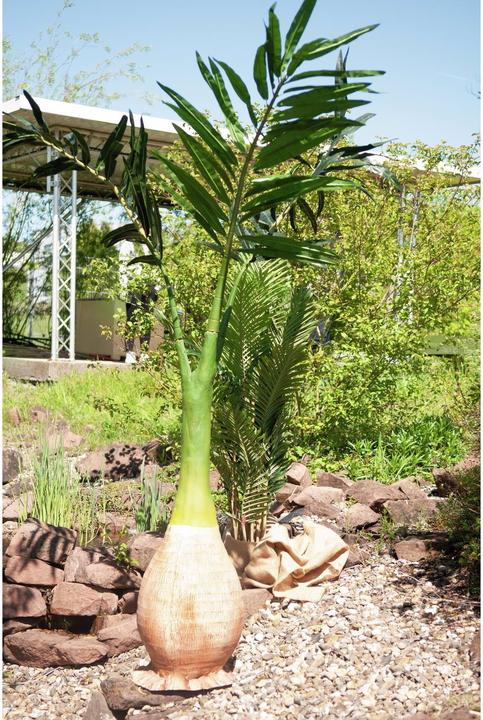 Actual product image Europalms Phoenix palm (240 cm)