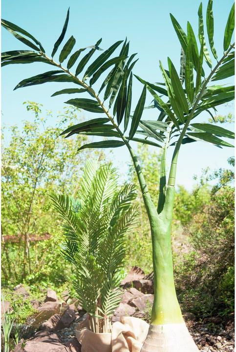Actual product image Europalms Phoenix palm (240 cm)