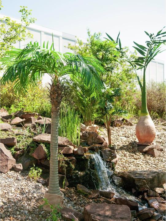 Actual product image Europalms Phoenix palm (240 cm)