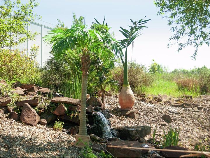 Actual product image Europalms Phoenix palm (240 cm)