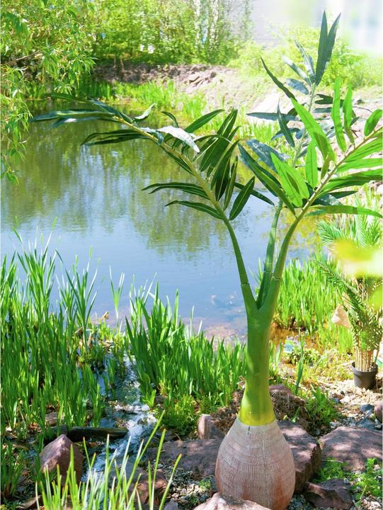 Actual product image Europalms Phoenix palm (240 cm)