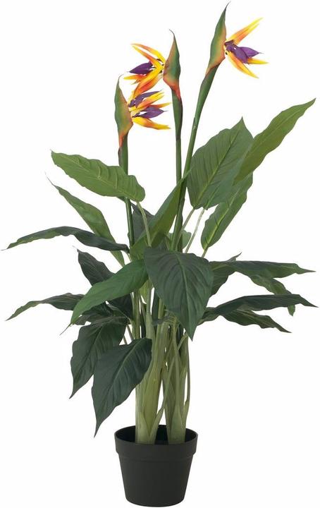Actual product image Europalms Strelizie (90 cm)
