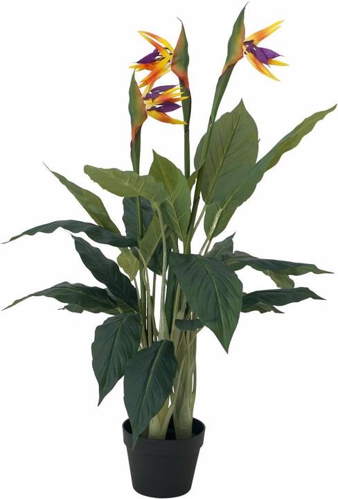 Actual product image Europalms Strelizie (90 cm)