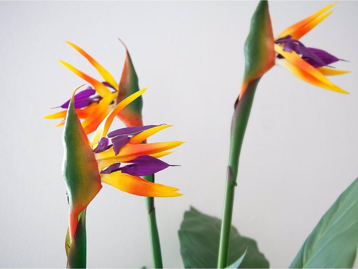 Actual product image Europalms Strelizie (90 cm)