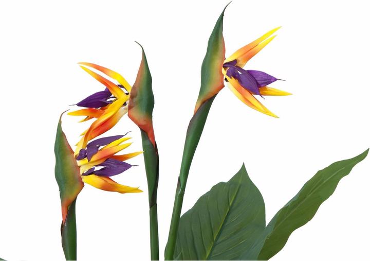 Actual product image Europalms Strelizie (90 cm)