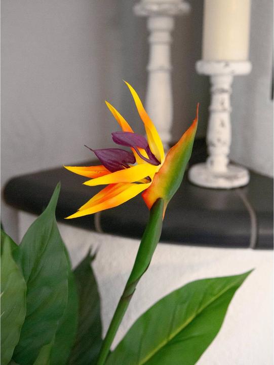 Actual product image Europalms Strelizie (90 cm)