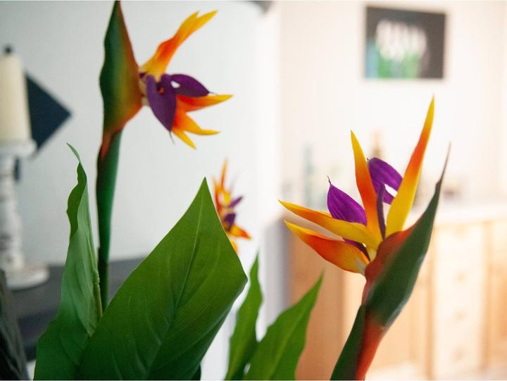 Actual product image Europalms Strelizie (90 cm)