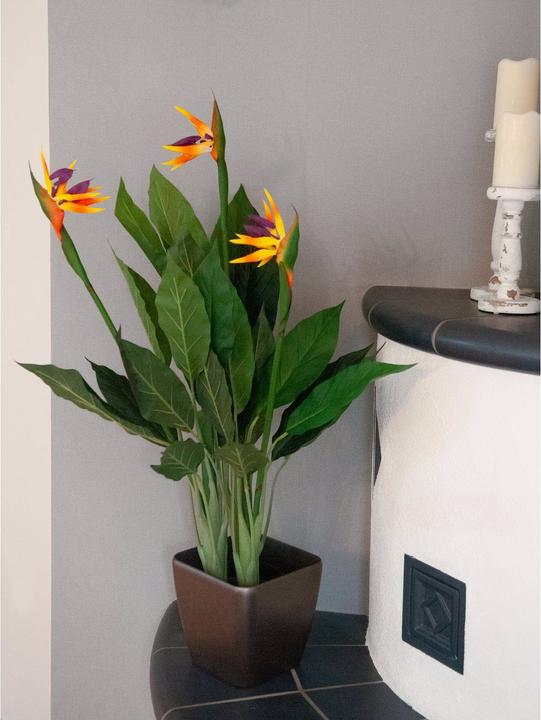 Actual product image Europalms Strelizie (90 cm)