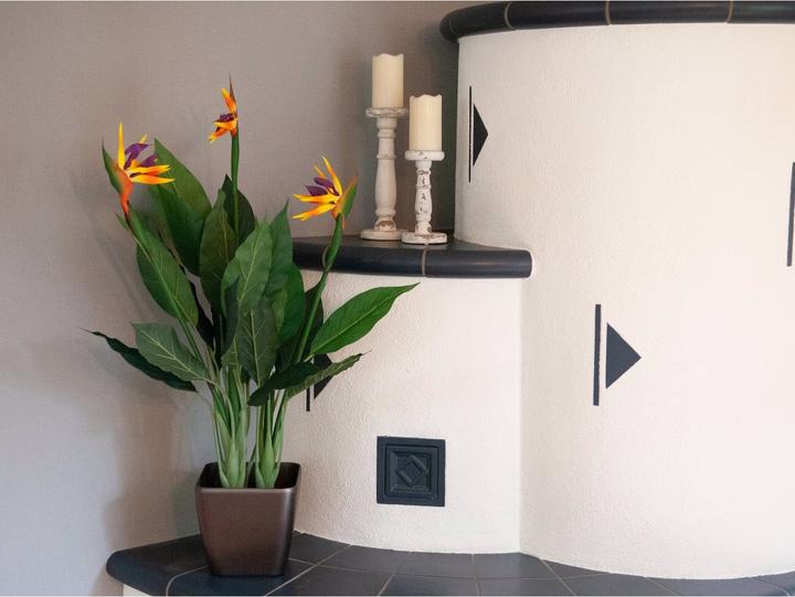 Actual product image Europalms Strelizie (90 cm)