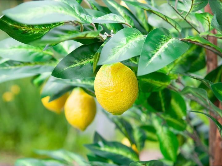Actual product image Europalms Lemon tree, artificial plant, 180cm (180 cm)