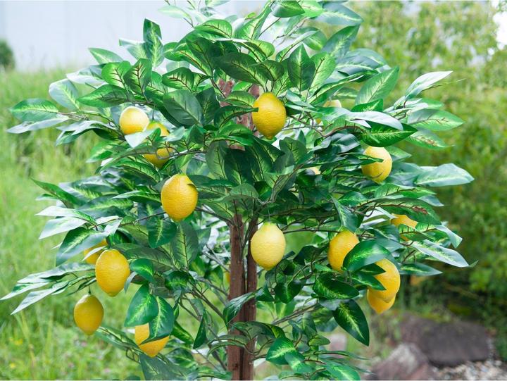 Actual product image Europalms Lemon tree, artificial plant, 180cm (180 cm)