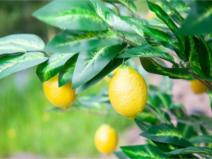 Actual product image Europalms Lemon tree, artificial plant, 180cm (180 cm)