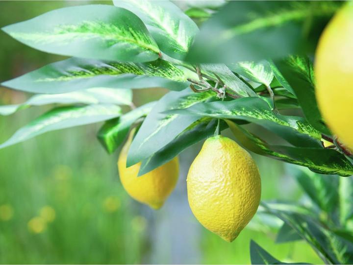 Actual product image Europalms Lemon tree, artificial plant, 180cm (180 cm)