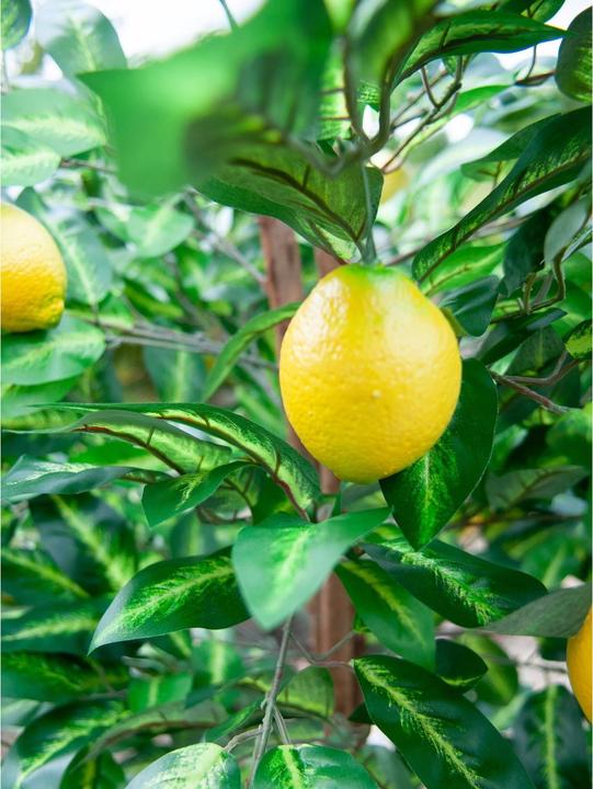 Actual product image Europalms Lemon tree, artificial plant, 180cm (180 cm)