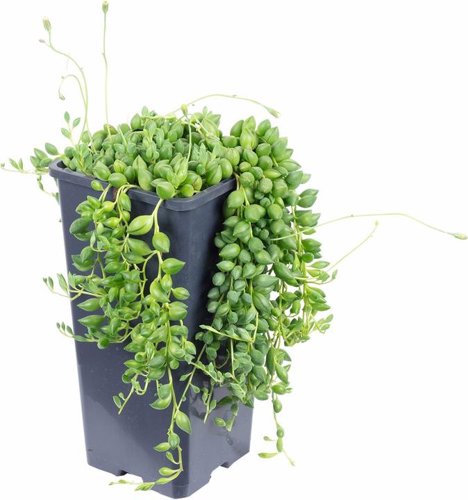 Produktbild Flowerbox Erbsenpflanze - Senecio rowleyanus