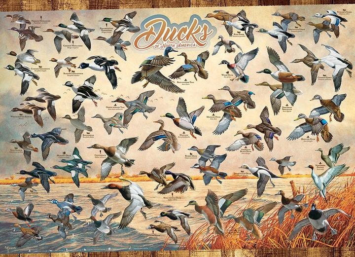 Produktbild Cobble Hill Puzzle Enten von Nordamerika 1000 Teile (1000 Teile)