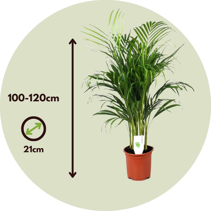 Produktbild Plant in a Box Dypsis Lutescens - 2er Set Areca Goldfruchtpalme (100 cm)