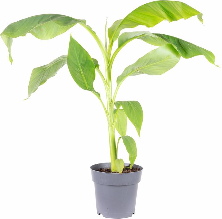 Image du produit Flowerbox Banane japonaise - Musa basjoo (50 cm)