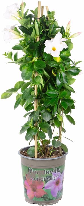 Produktbild Flowerbox Dipladenia - Mandevilla Sundaville 'Diamantina Jade White'