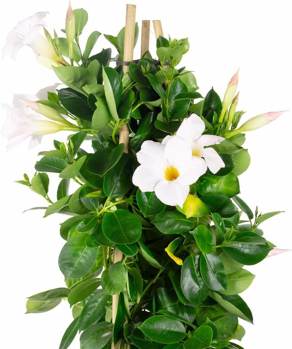 Produktbild Flowerbox Dipladenia - Mandevilla Sundaville 'Diamantina Jade White'