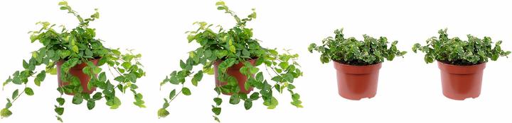 Produktbild Flowerbox 4er-Set Kletterfeige - Ficus pumila