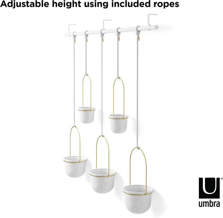 Image du produit Umbra Triflora (18 cm)