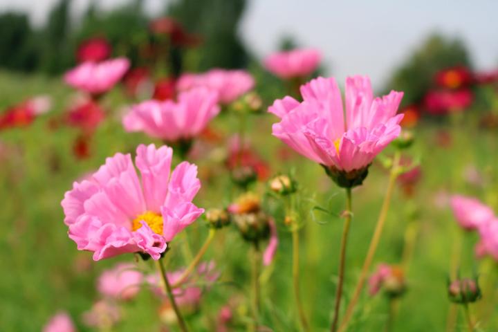 Produktbild Living Seeds Cosmea (Blumensamen)