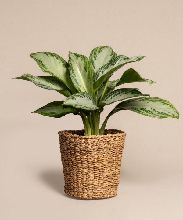 Actual product image feey Aglaonema Silver Bay (55 cm, Freshly repotted)
