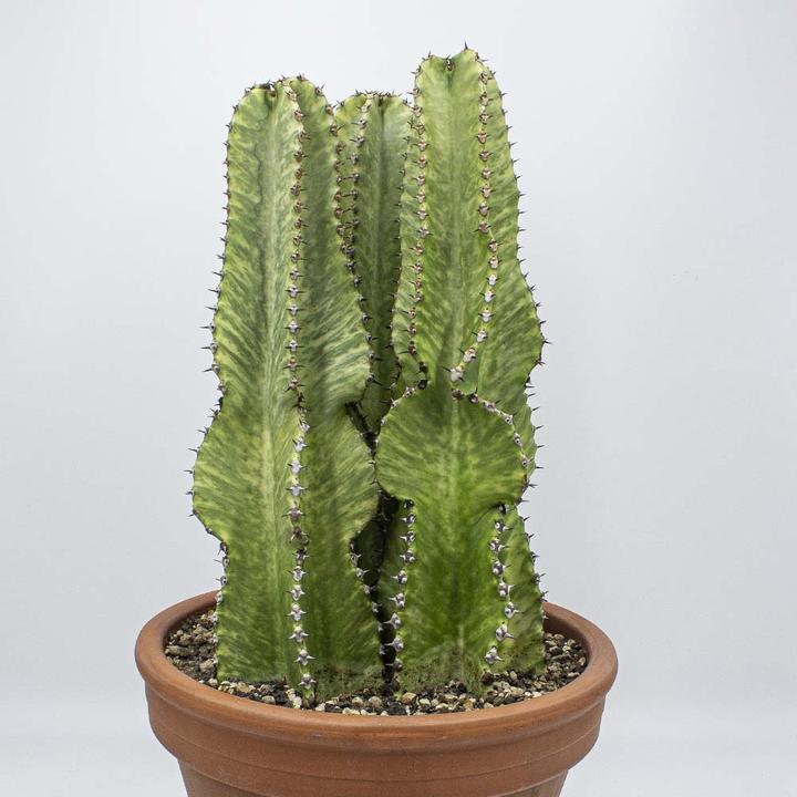 Image du produit Kakteen Gautschi Groupe Euphorbia marmorata (60 cm)