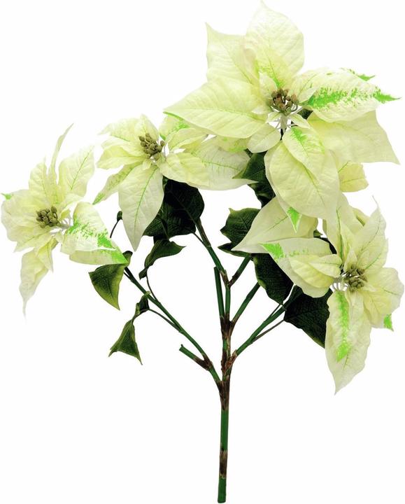 Image du produit Europalms Buisson de poinsettia, crème, 60cm