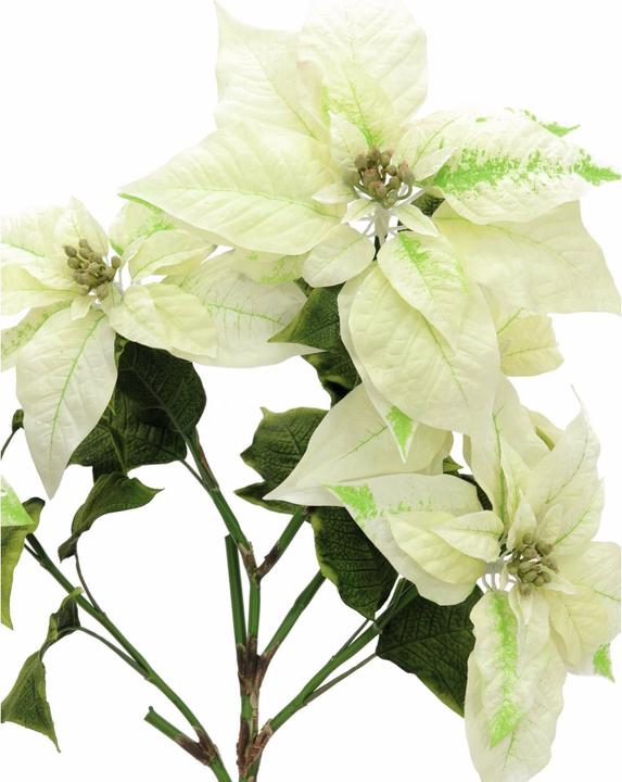 Image du produit Europalms Buisson de poinsettia, crème, 60cm