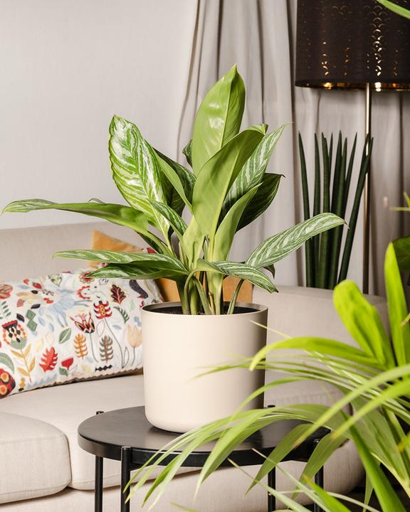 Image du produit feey Aglaonema Stripes (70 cm, Fraîchement rempotés)