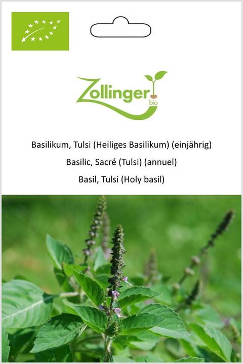 Zollinger Bio Basilico, Tulsi (basilico santo) (annuale)