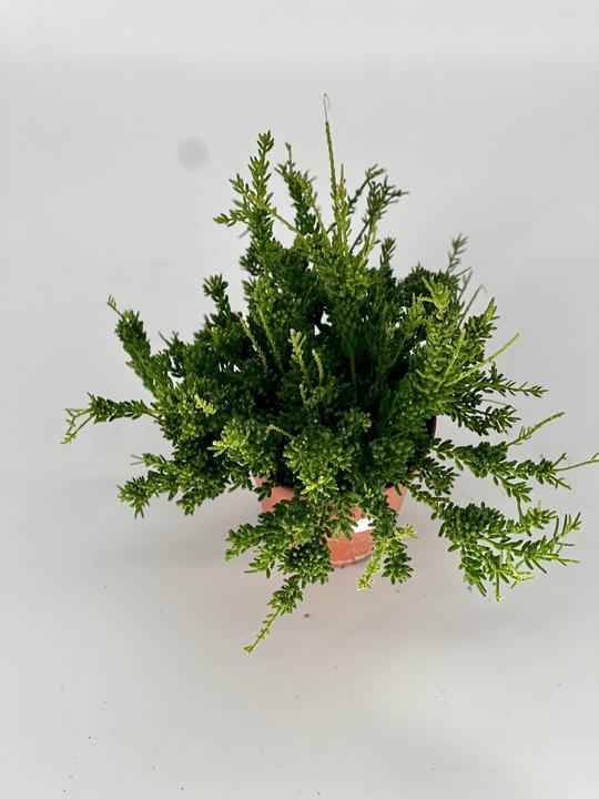 Immagine prodotto Mahaloplants Rhipsalis burchellii (20 cm, Appena rinvasata)