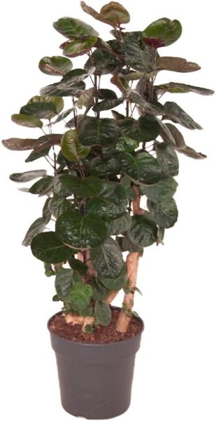 Produktbild Fresca-Plant Polyscias Fabian (27 cm)